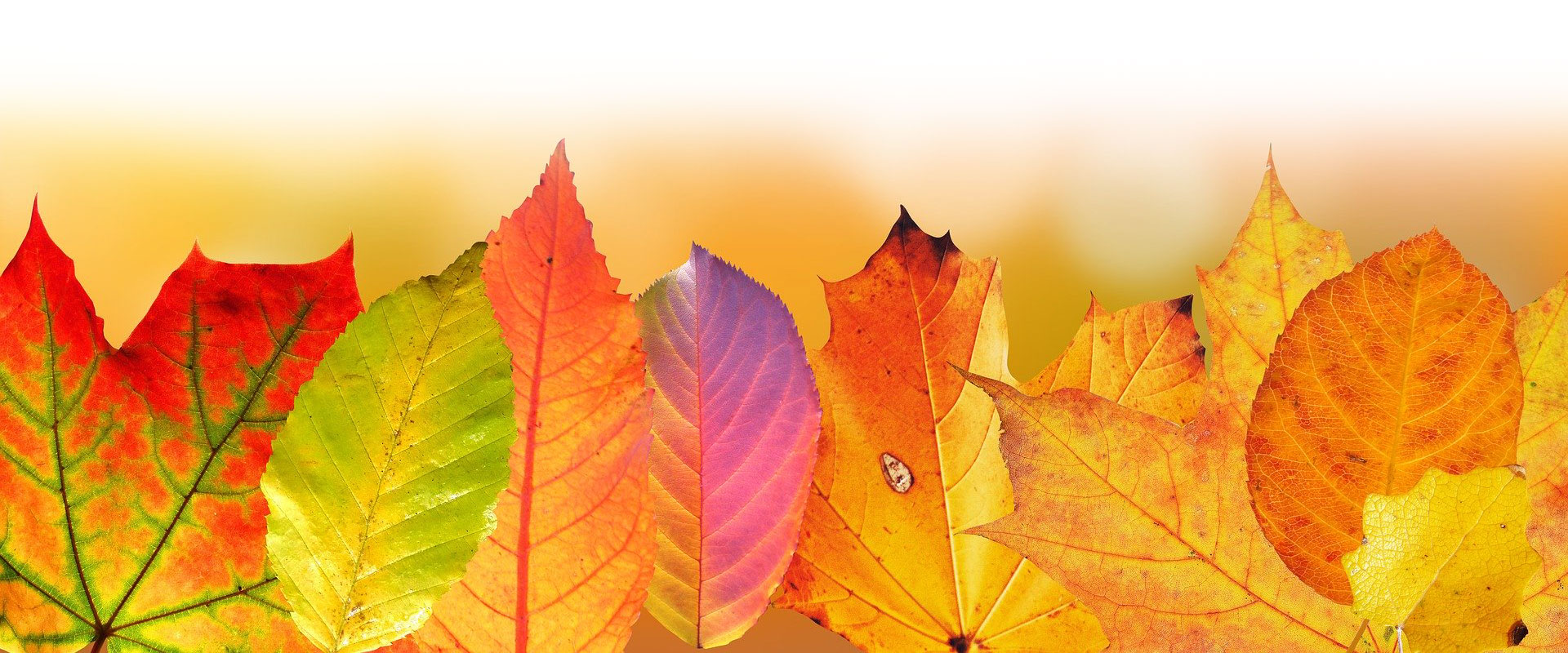 autumn leaves