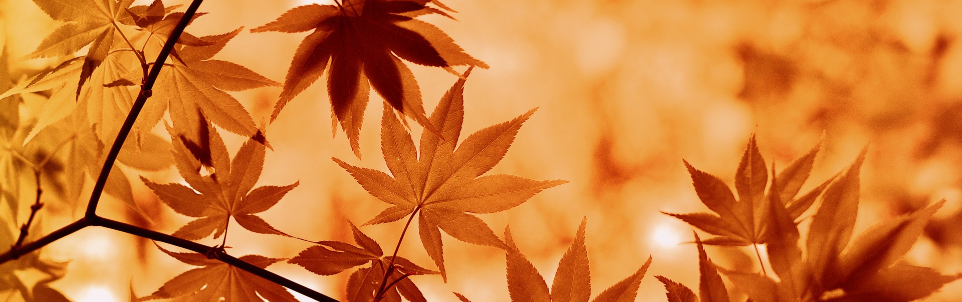autumn leaves